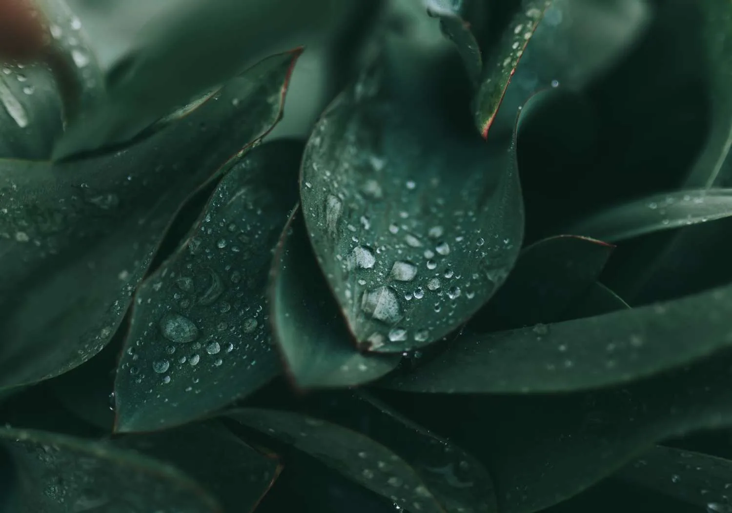 cole keister 8V1gfeaPP1Y unsplash